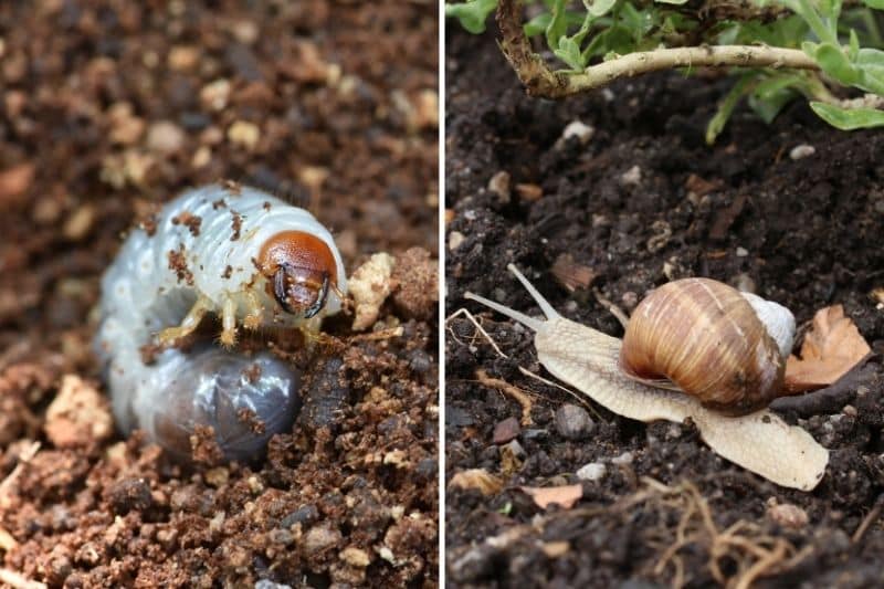 links Engerlinge, rechts Schnecke