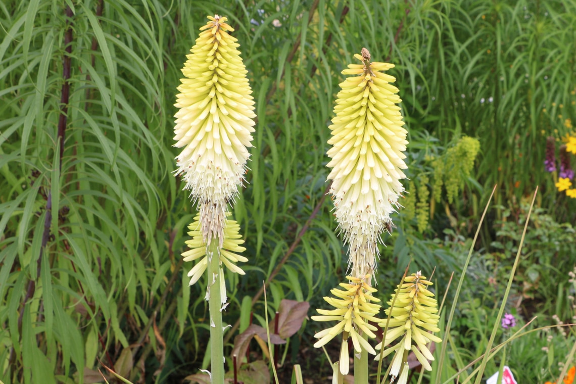 Fackellilie 'Green Jade' (Kniphofia uvaria)