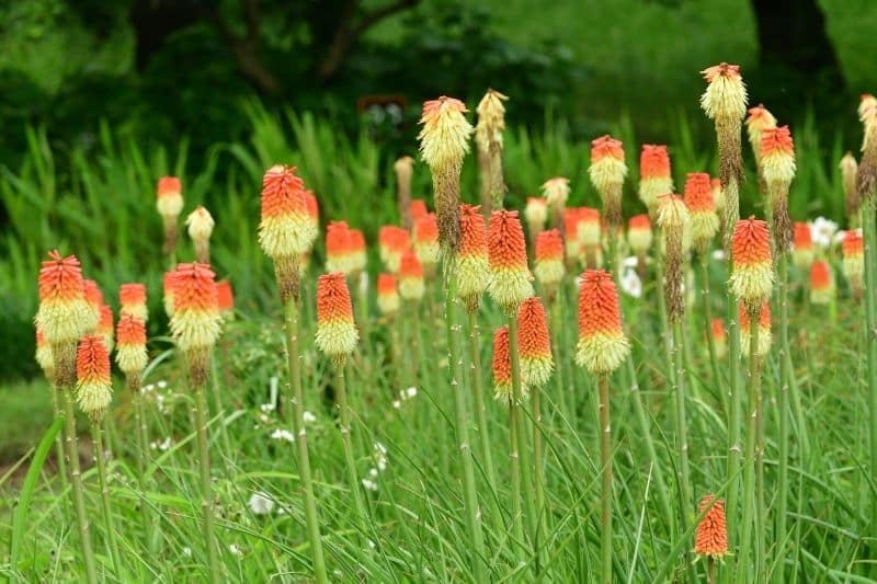 Fackellilie 'Orange Blaze' ( Pyromania Kniphofia)