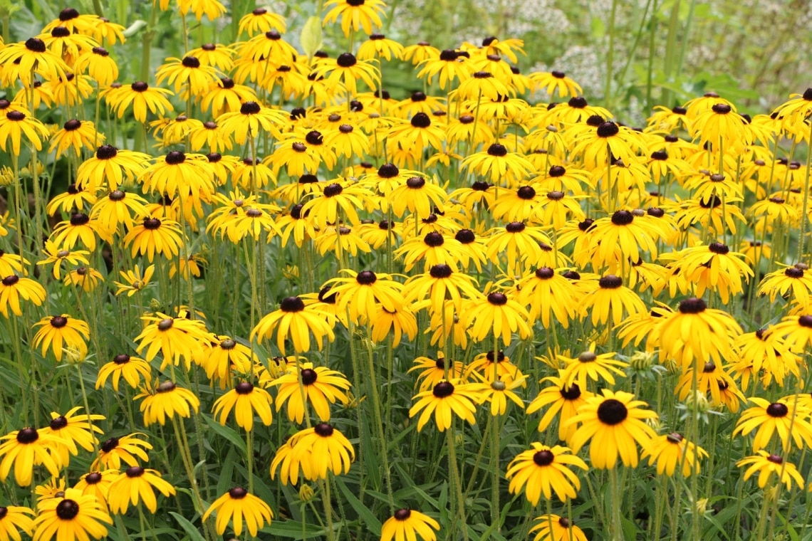 Fallschirm-Sonnenhut (Rudbeckia nitida)