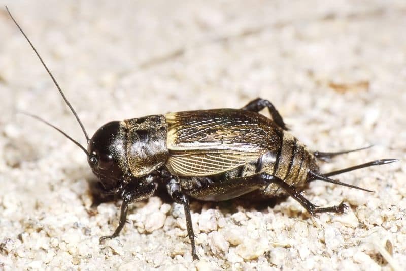 Feldgrille (Gryllus campestris), Weibchen