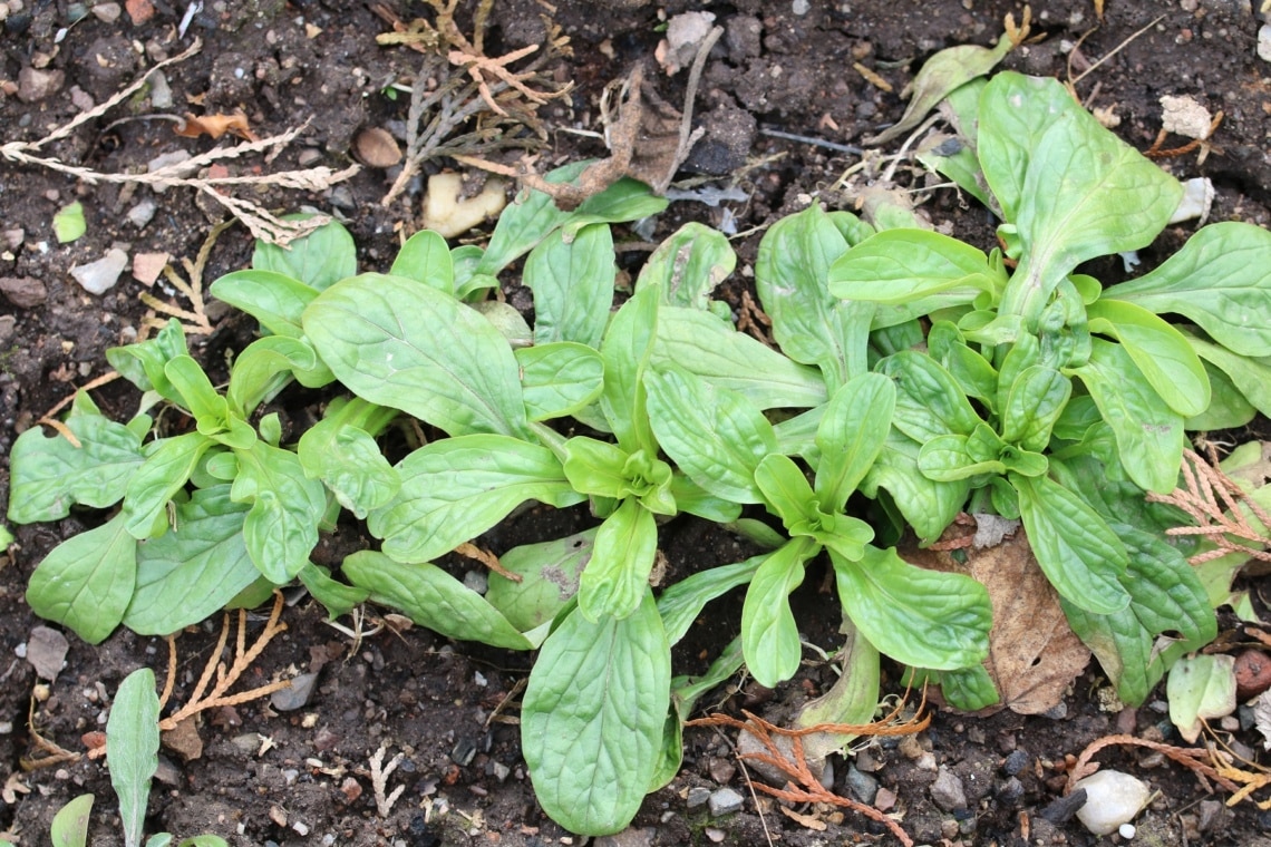 Feldsalat (Valerianella locusta)