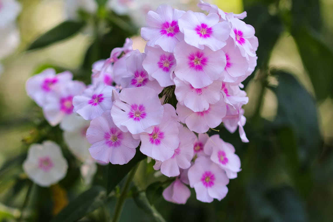 Flammenblume 'Bright Eyes' (Phlox paniculata)