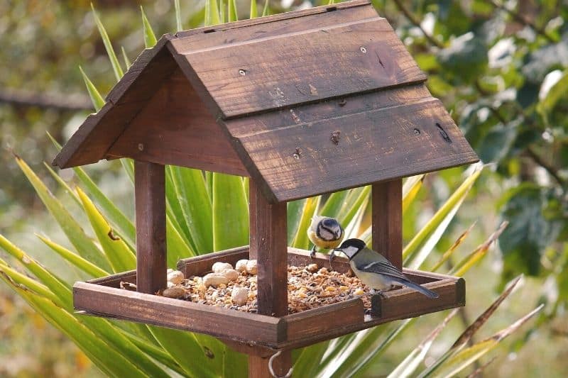 Meisen an Futterstelle im Garten