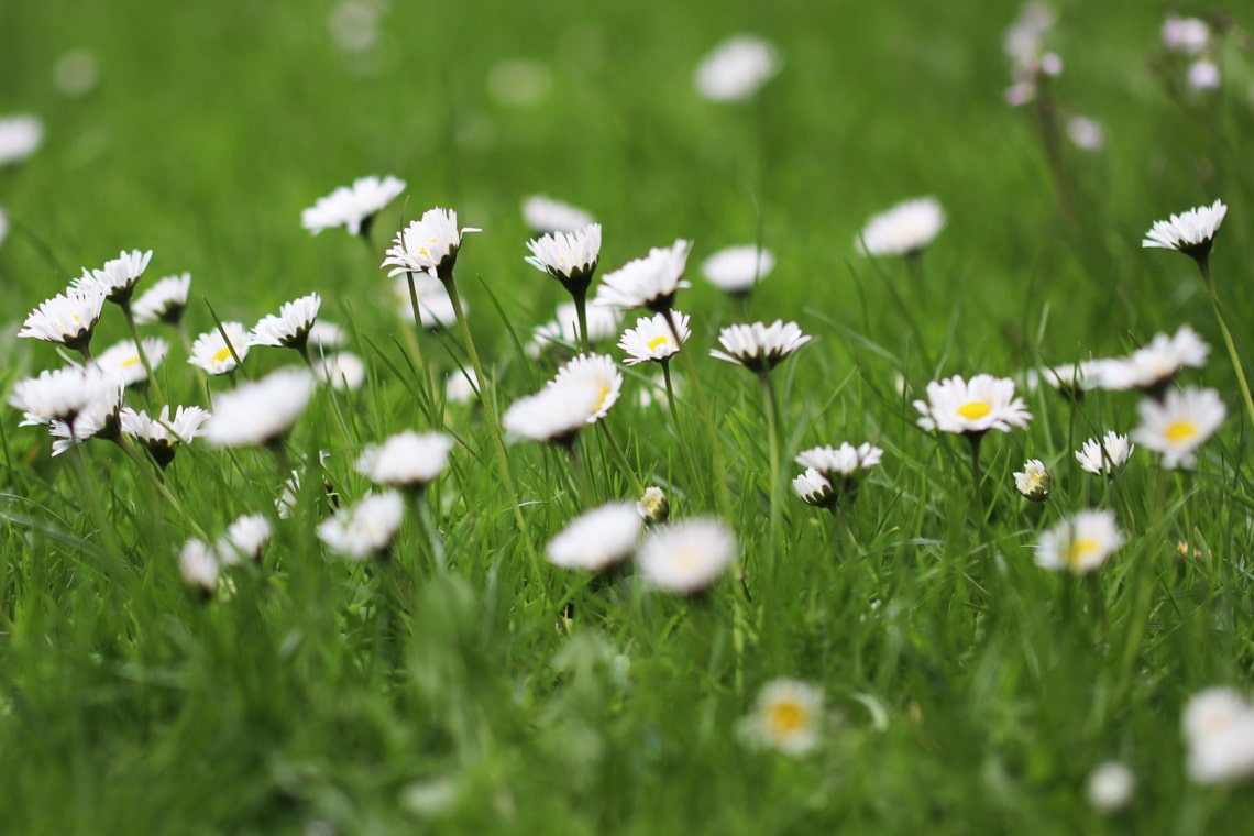 Gäsenblümchen (Bellis perennis)