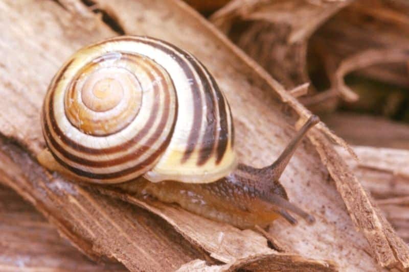 Garten-Bänderschnecke (Cepaea hortensis)