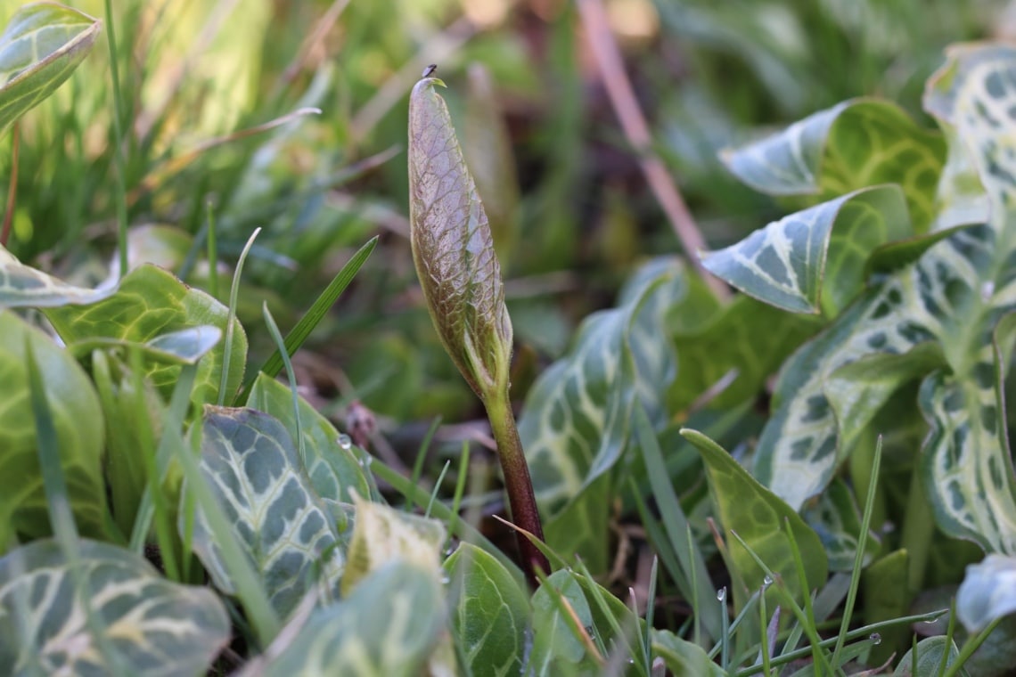 Gefleckter Aronstab (Arum maculatum)