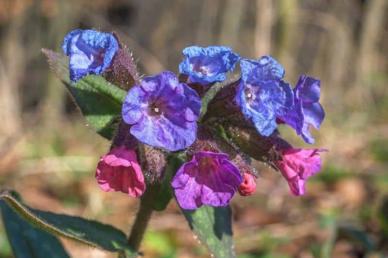 Geflecktes Lungenkraut (Pulmonaria officinalis)