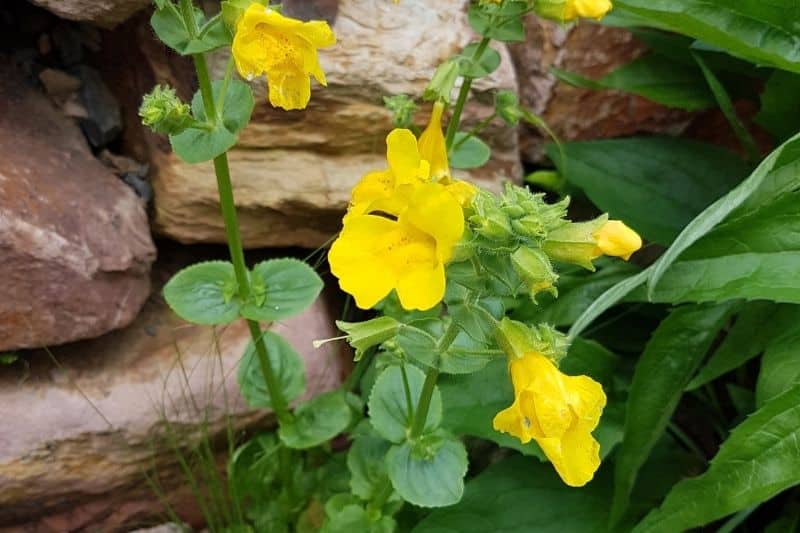 Gelbe Gauklerblume (Mimulus luteus)