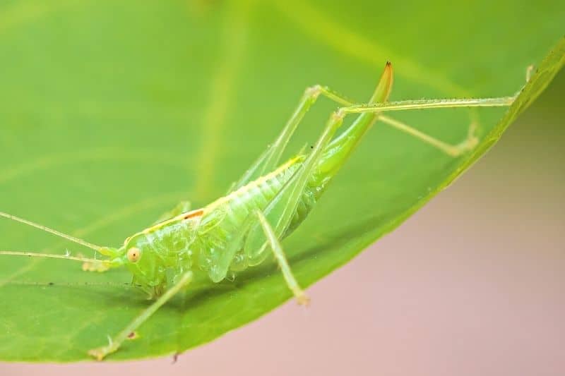 Gemeine Eichenschrecke (Meconema thalassinum)