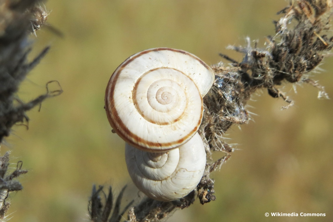 Gemeine Heideschnecke (Helicella itala)