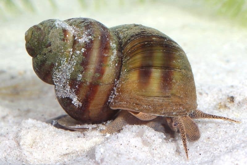 Gemeine Schnauzenschnecke (Bithynia tentaculata)