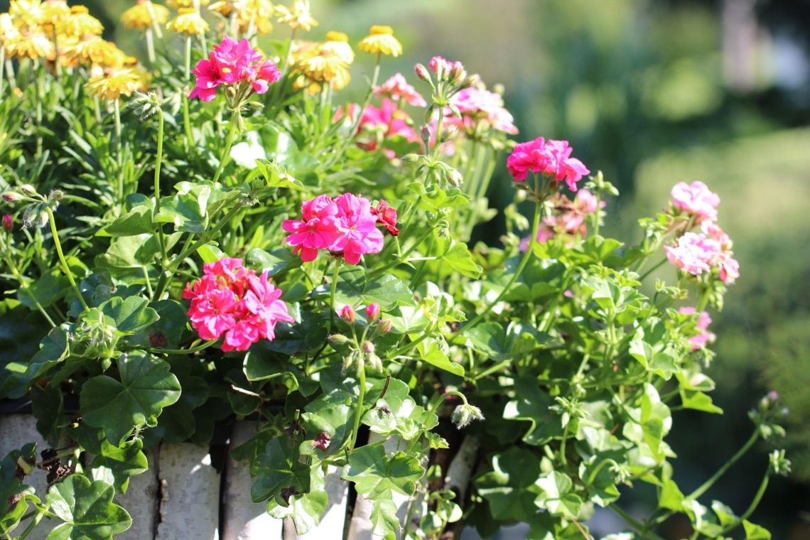 Geranie (Pelargonium)