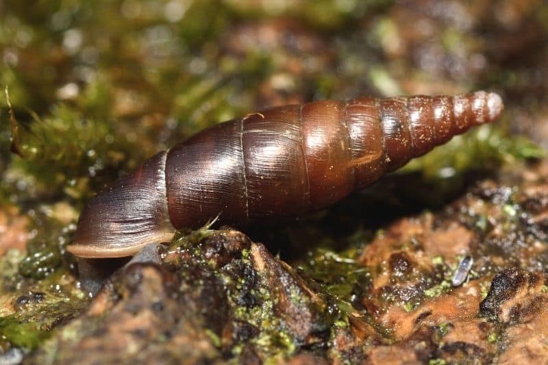 Glatte Schließmundschnecke (Cochlodina laminata)