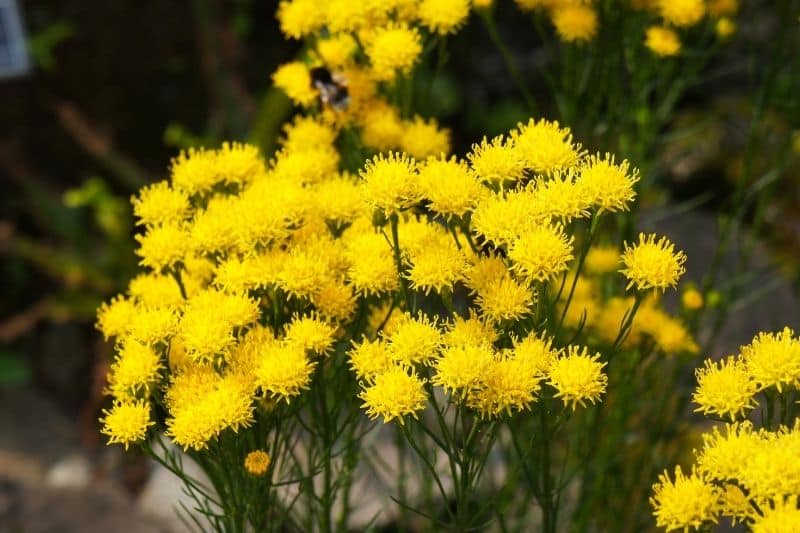 Goldhaar-Aster (Aster linosyris)