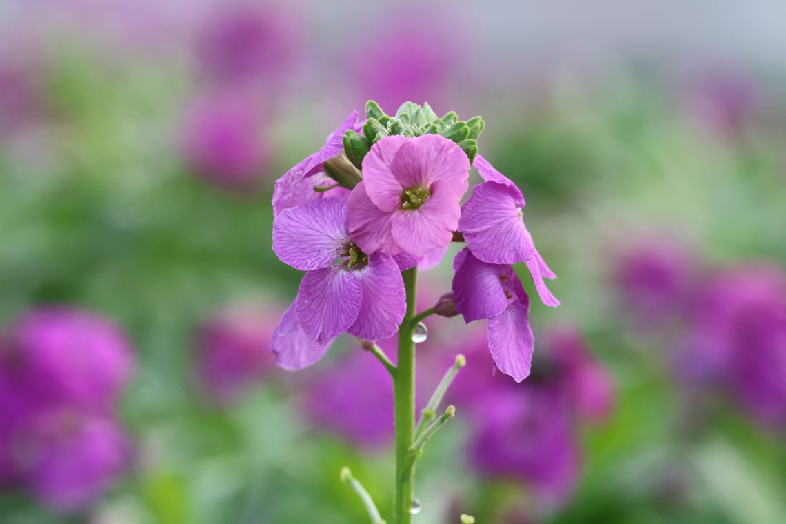 Goldlack 'Bowles Mauve' (Erysimum x cultorum)