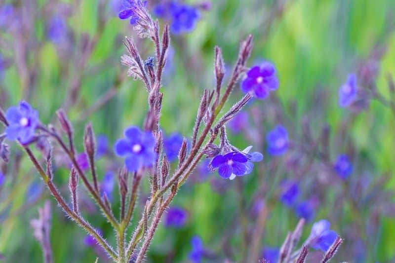 Große Ochsenzunge 'Dropmore' (Anchusa azurea)