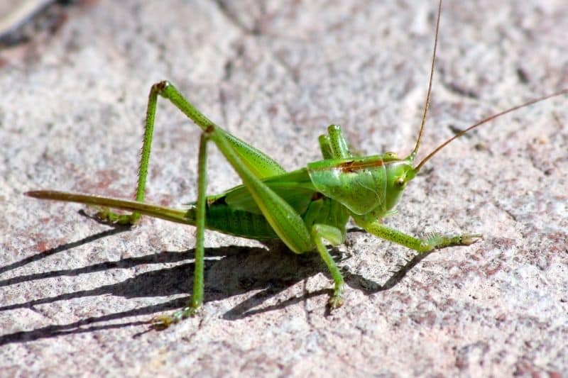 Grünes Heupferd (Tettigonia viridissima)