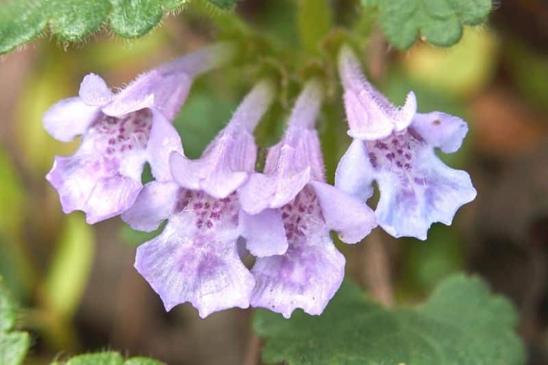 Gundermann (Glechoma hederacea)