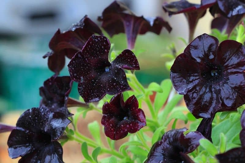 Hänge-Petunie 'Pegasus(R) Patio Back to Black' (Petunia x atkinsiana)