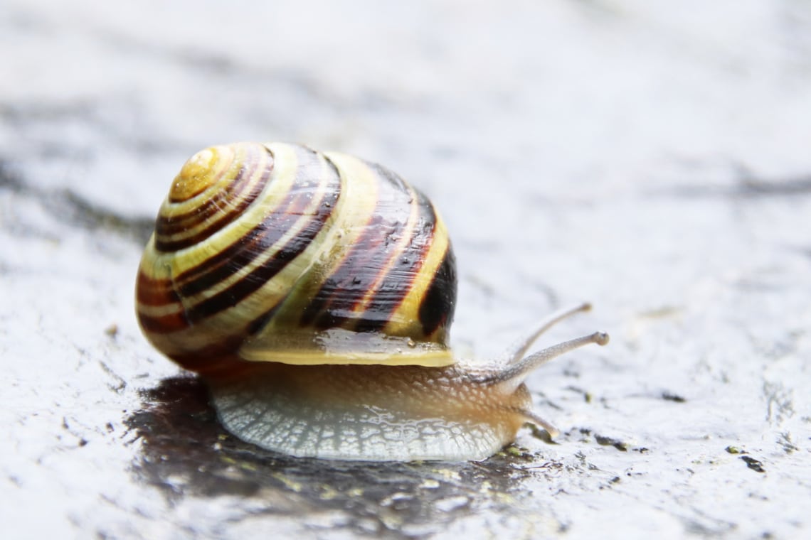 Hain-Bänderschnecke (Cepaea nemoralis)