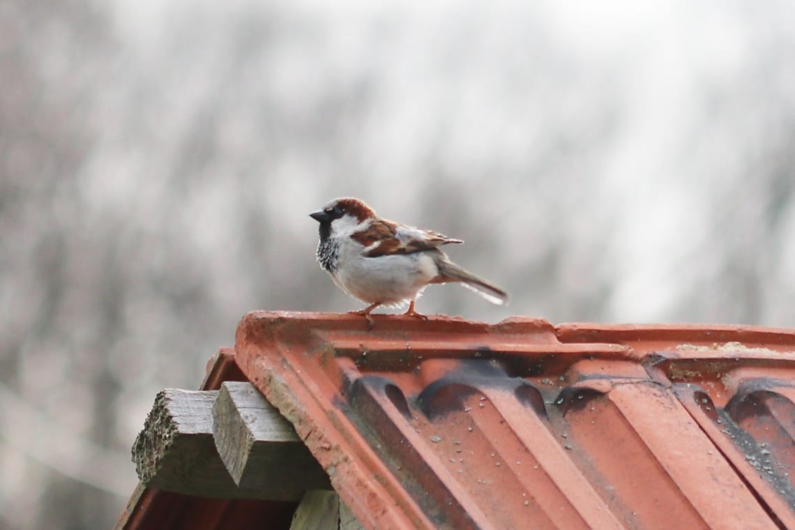 Haussperling (Passer domesticus)