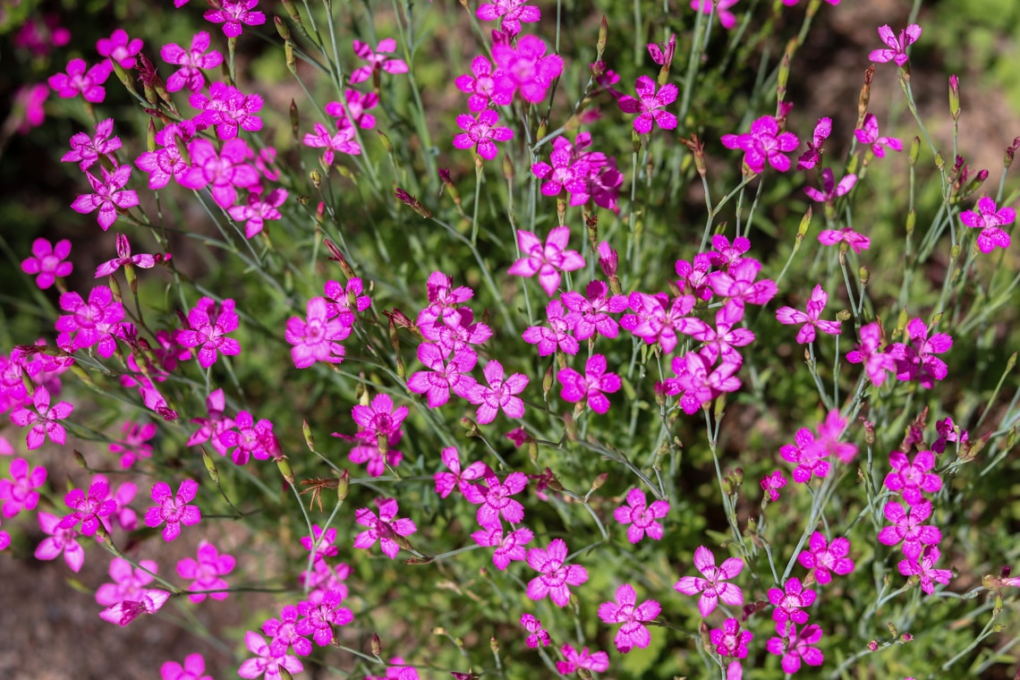 Heidenelke 'Brillant' (Dianthus deltiodes)