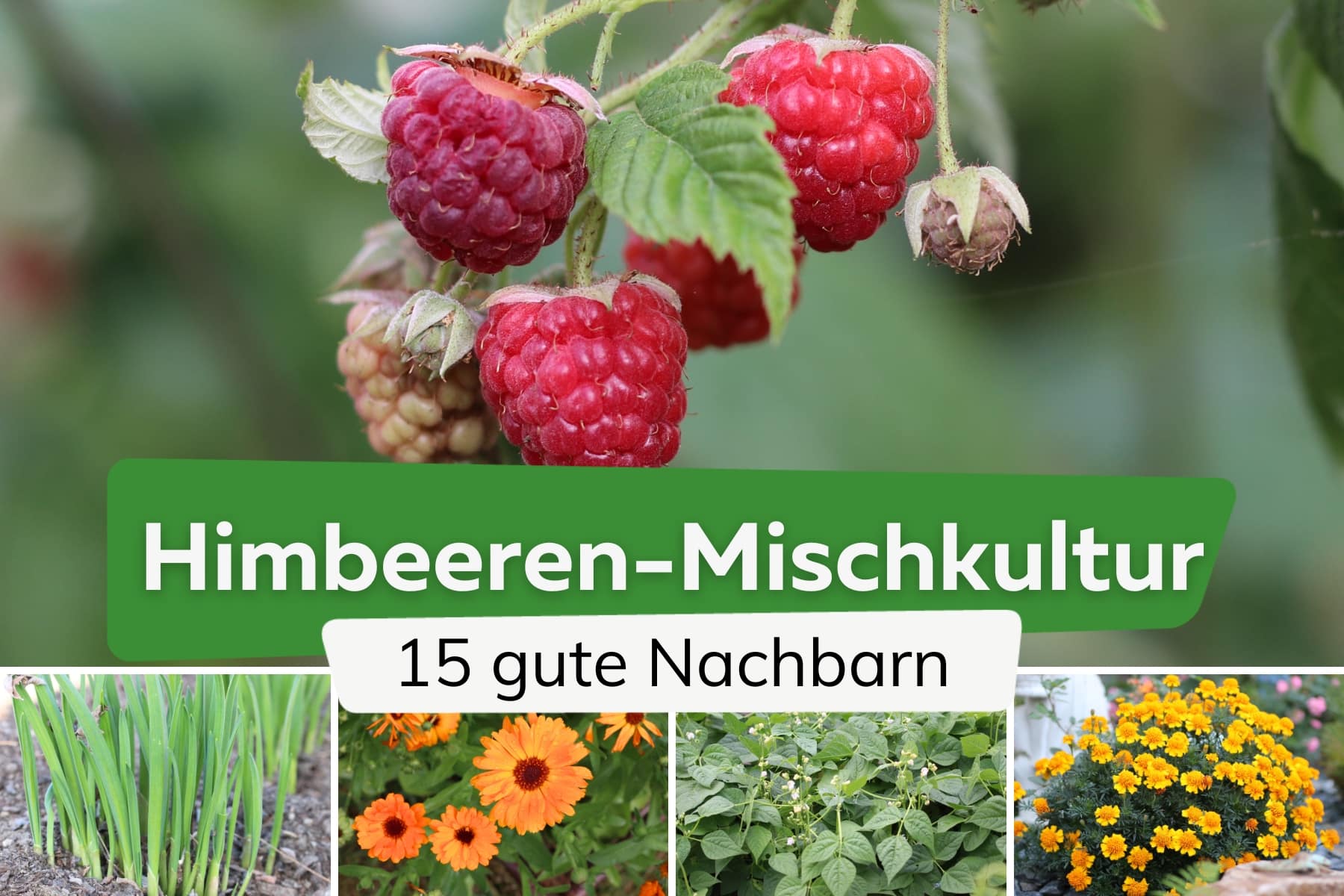 15 gute Nachbarn von Himbeeren | Mischkultur