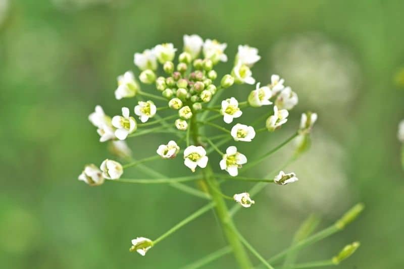 Hirtentäschel (Capsella bursa-pastoris)