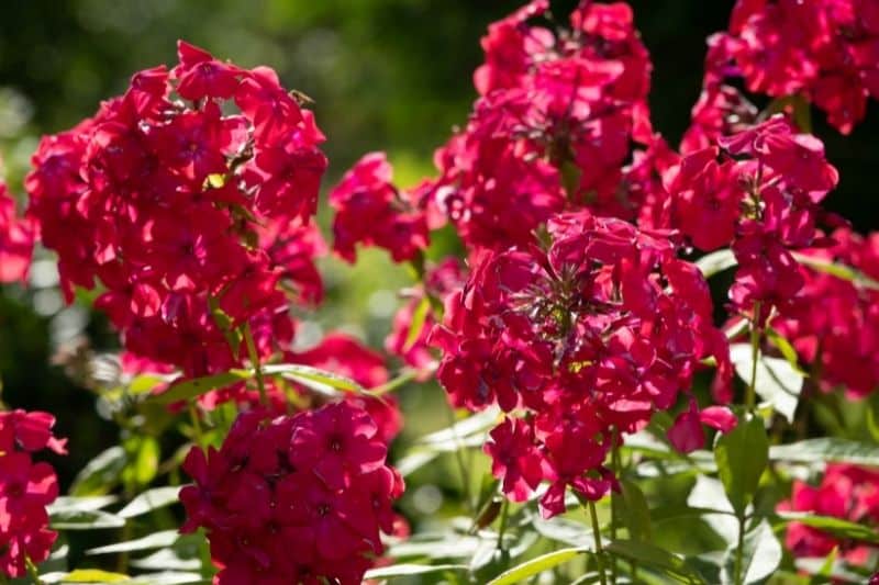 Hohe Flammenblume 'Red Riding Hood' (Phlox paniculata)