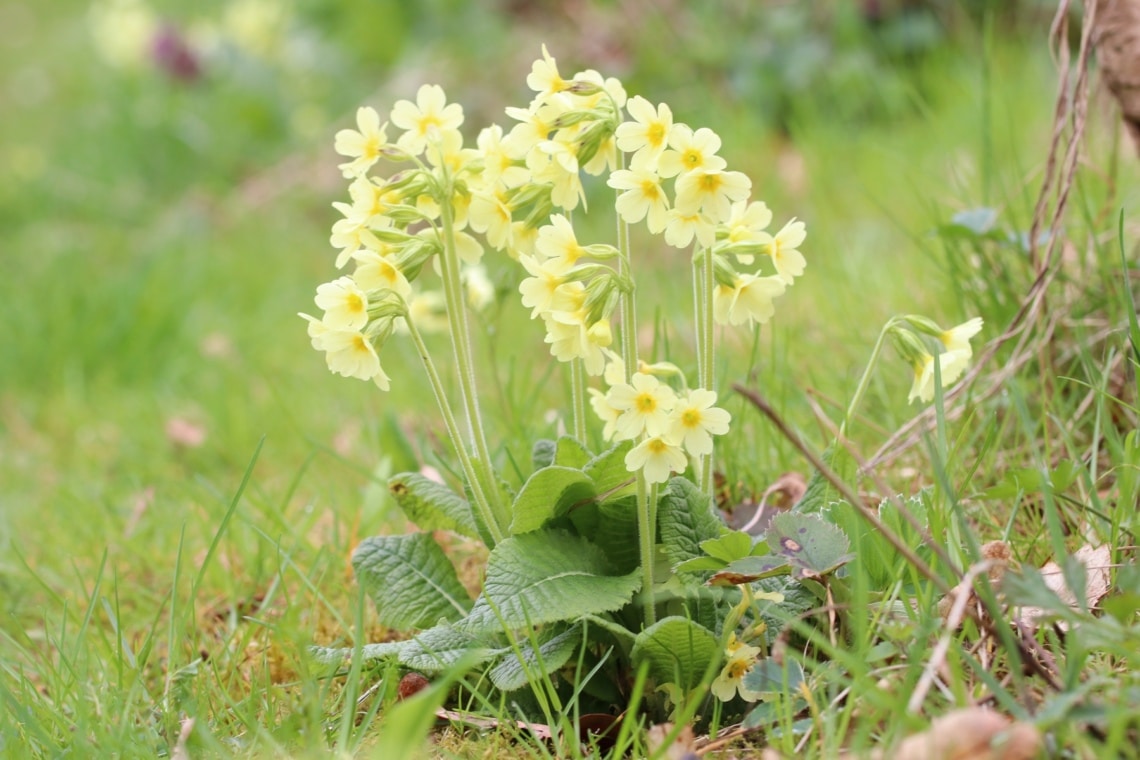 Hohe Schlüsselblume (Primula elatior)