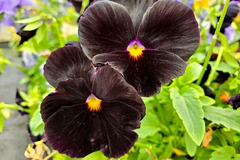 Sommerstaude Hornveilchen 'Molly Sanderson' (Viola cornuta)