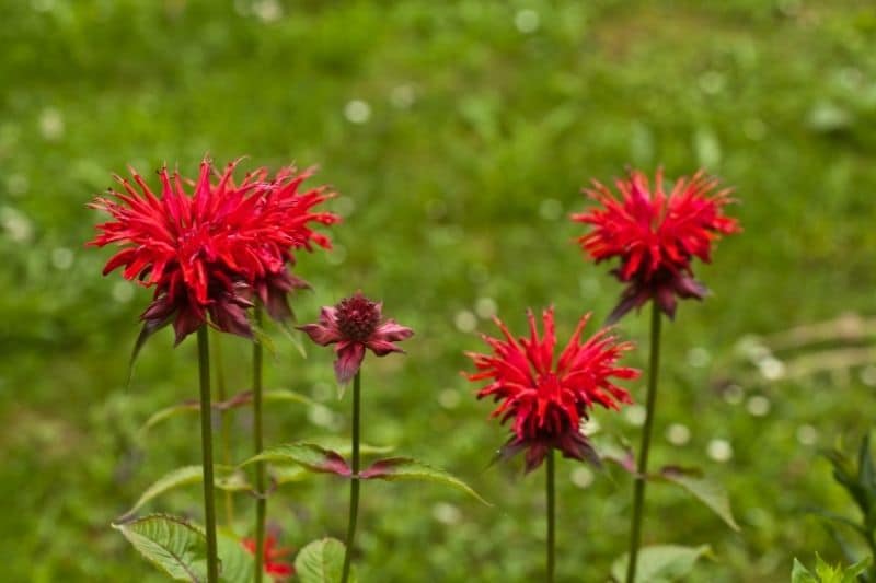 Indianernessel 'Fireball' (R) (Monarda didyma)