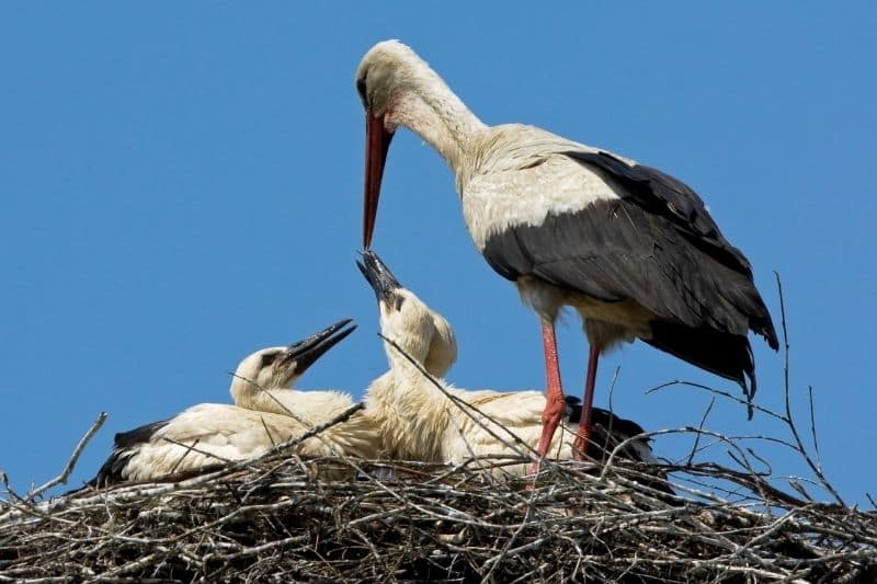 Storch füttert Jungstörche