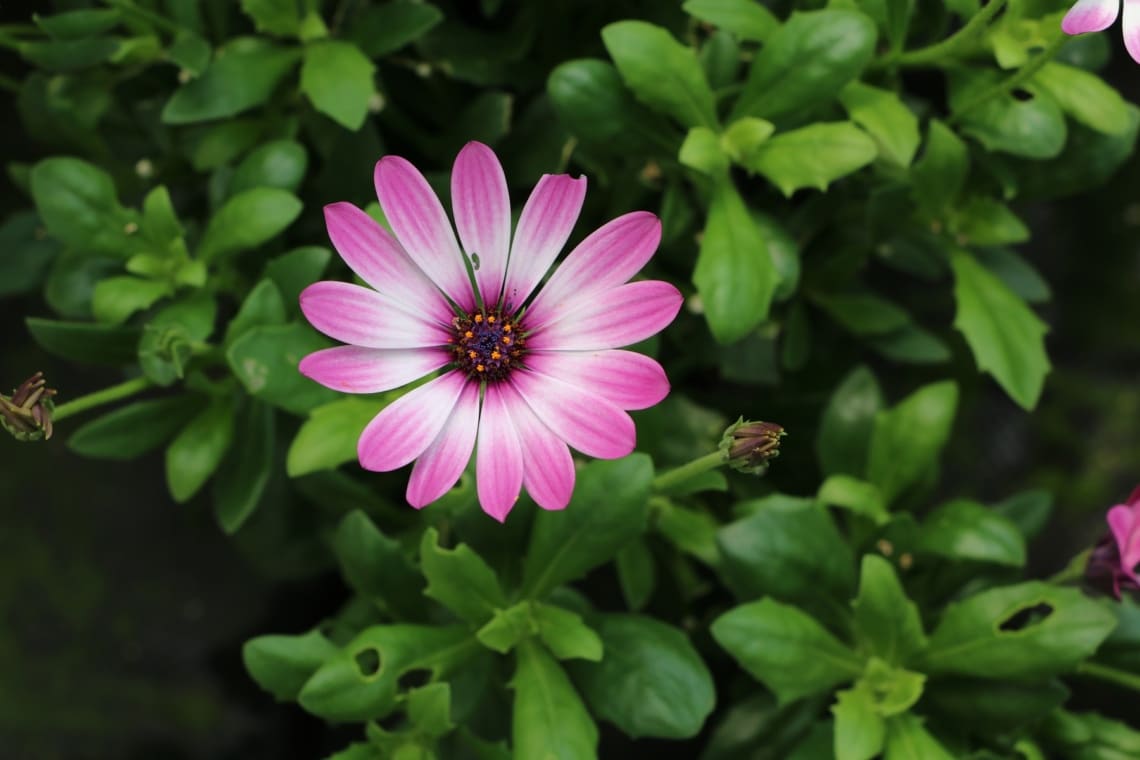 Kapkörbchen (Osteospermum)