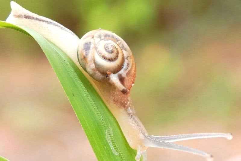 Kartäuserschnecke (Monacha cartusiana)