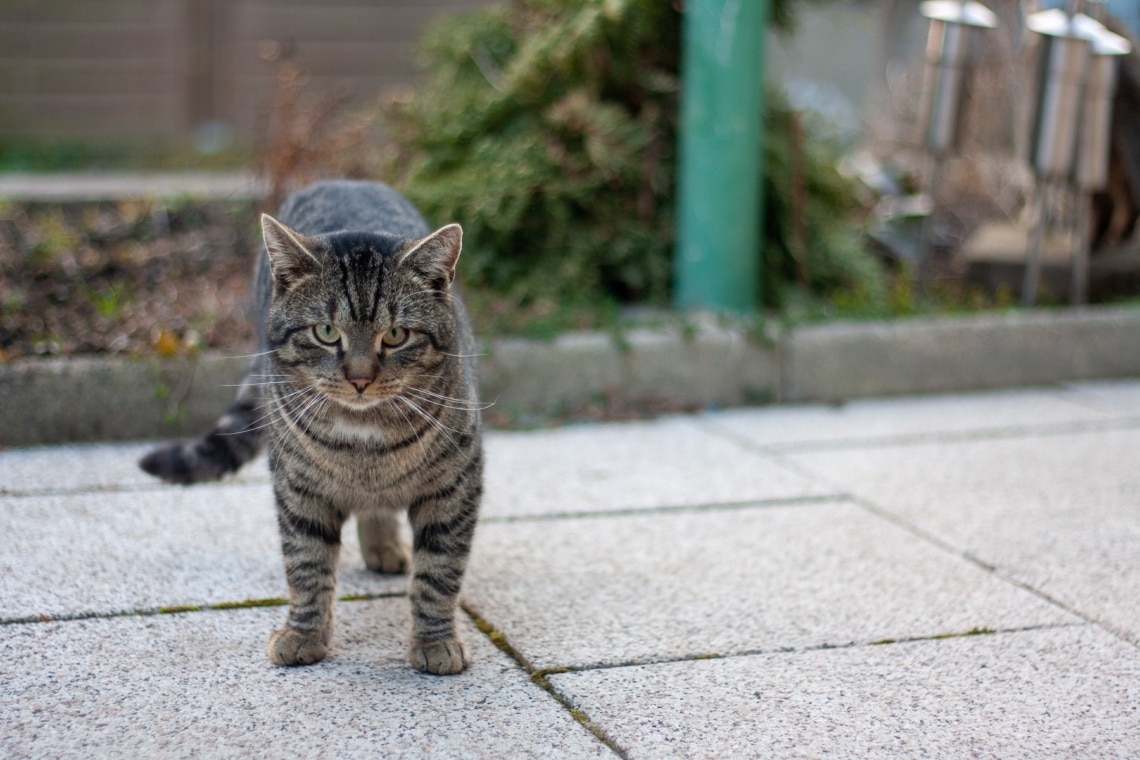 Katze im Garten