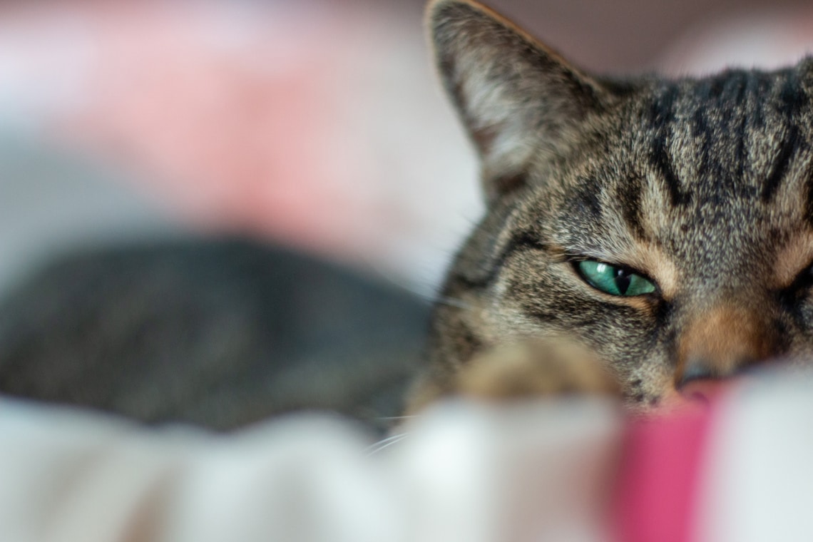 Katze mit einem außergewöhnlichem Name