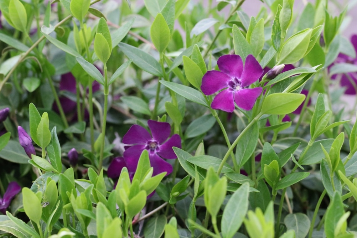 Kleines Immergrün (Vinca minor)