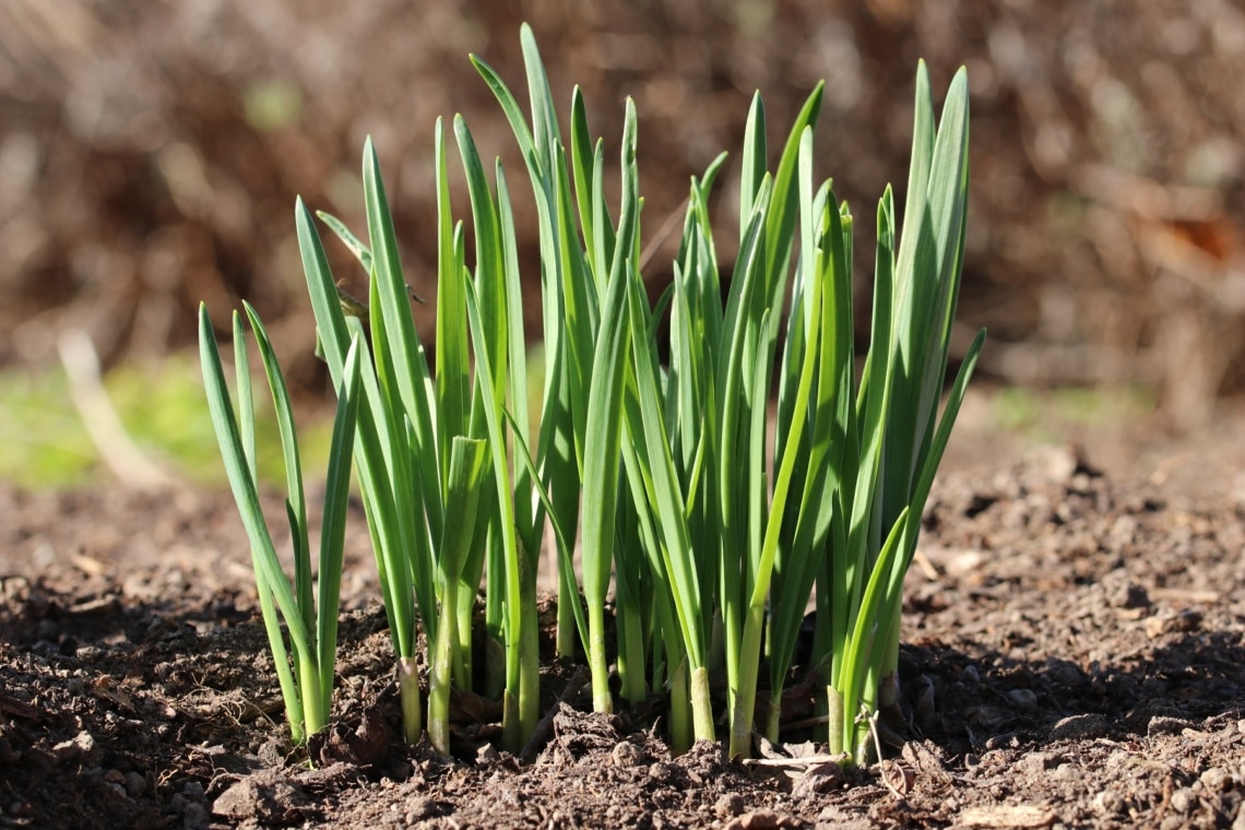 Knoblauch (Allium sativum)