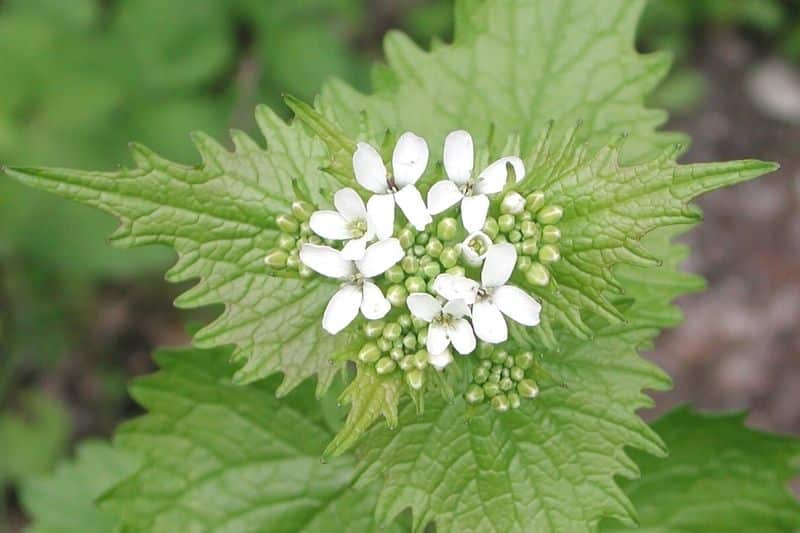 Knoblauchsrauke (Alliaria petiolata)