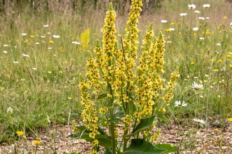 Königskerze 'Sixteen Candles' (Verbascum chaixii)