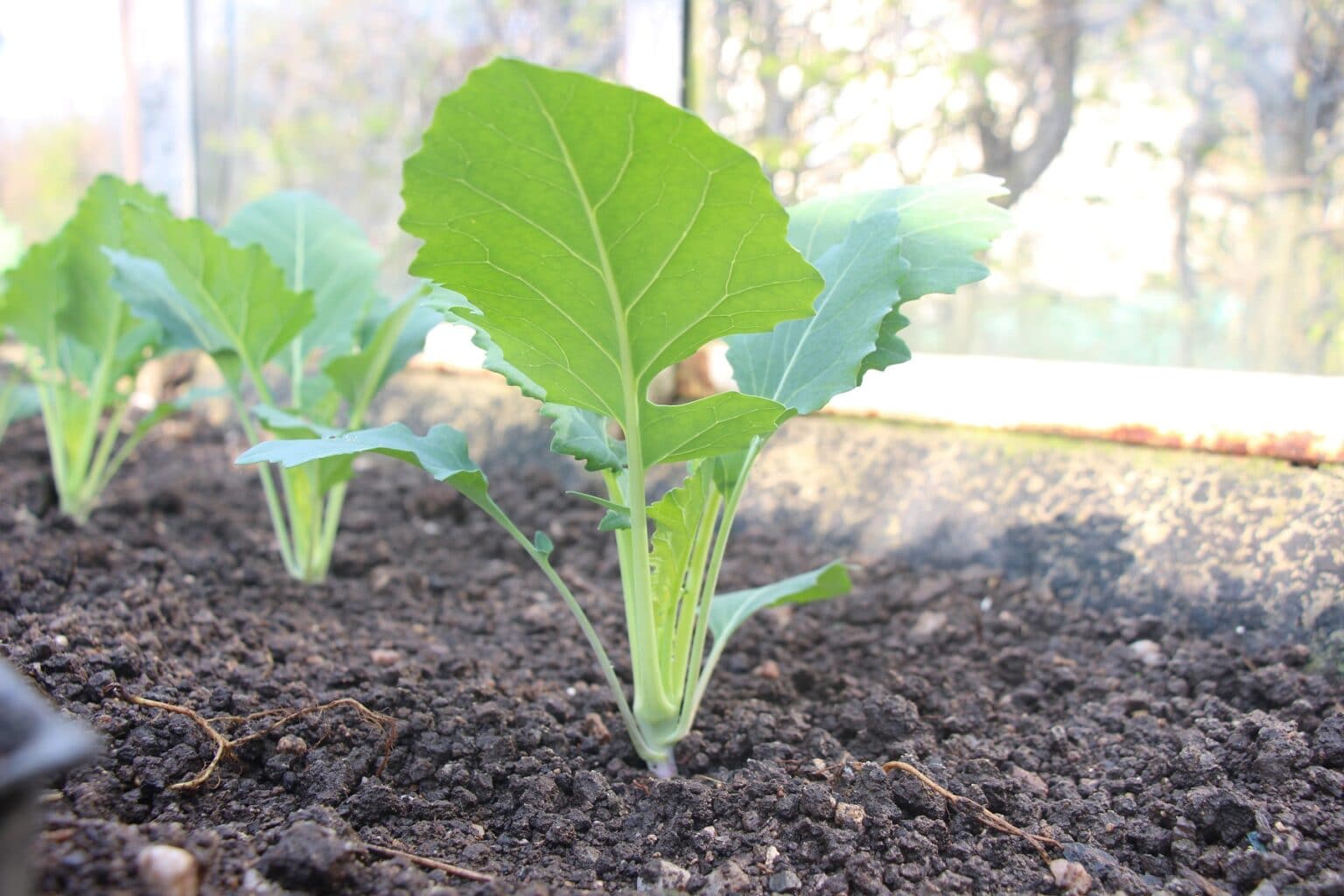Kohlrabi bildet keine Knollen Ursachen & Lösung Hortica.de