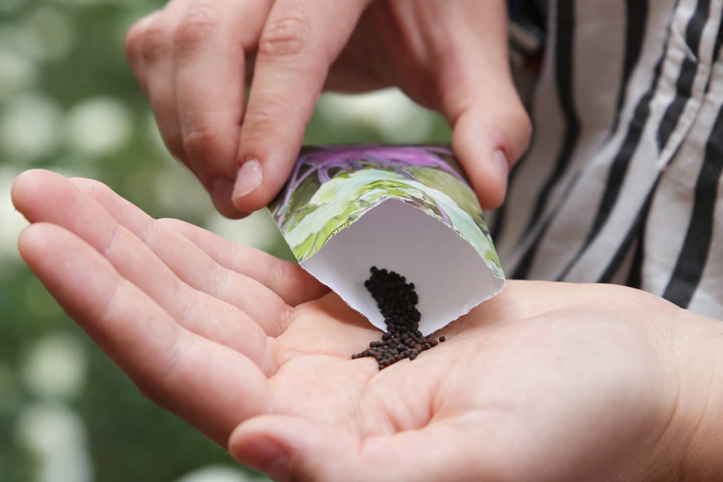Kohlrabi bildet keine Knollen Ursachen & Lösung Hortica.de
