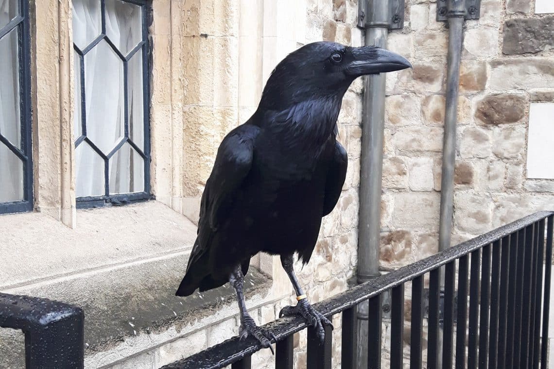 Kolkrabe (Corvus corax)