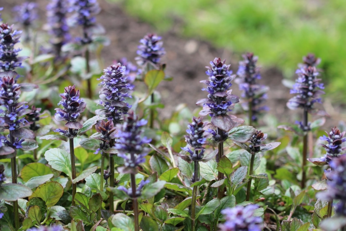 Kriechender Günsel (Ajuga reptans)