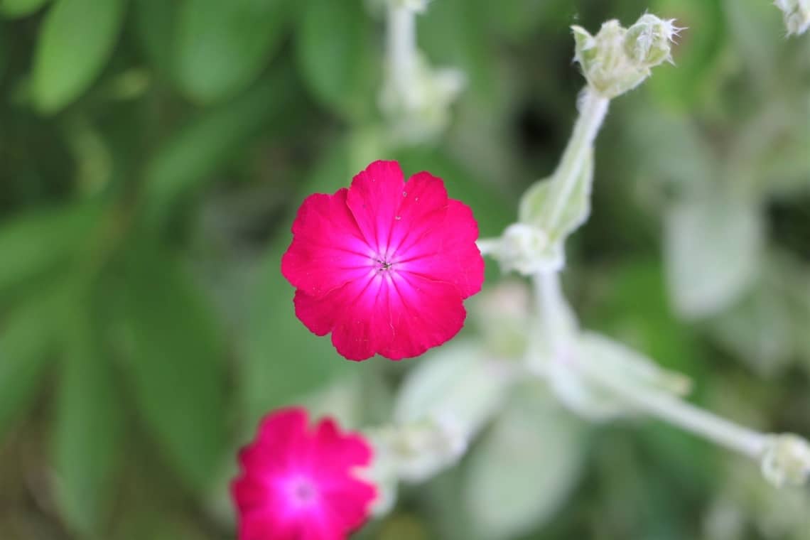 Kronen-Lichtnelke (Lychnis coronaria)