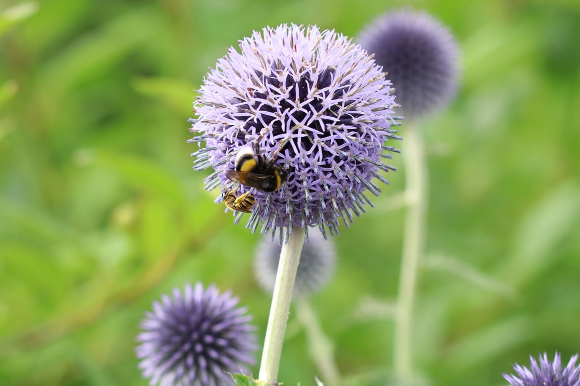 Kugeldistel 'Veitch's Blue' (Echinops ritro)