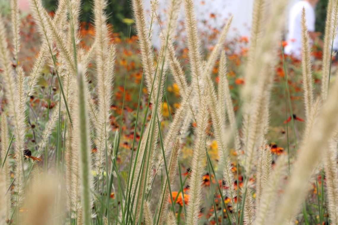 Lampenputzergras (Pennisetum alopecuroides)