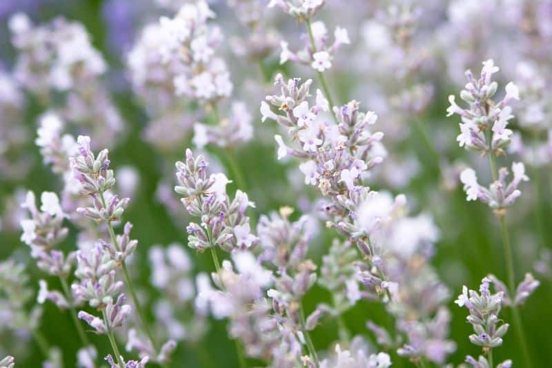 Lavendel 'Nana Alba' (Lavandula angustifolia)